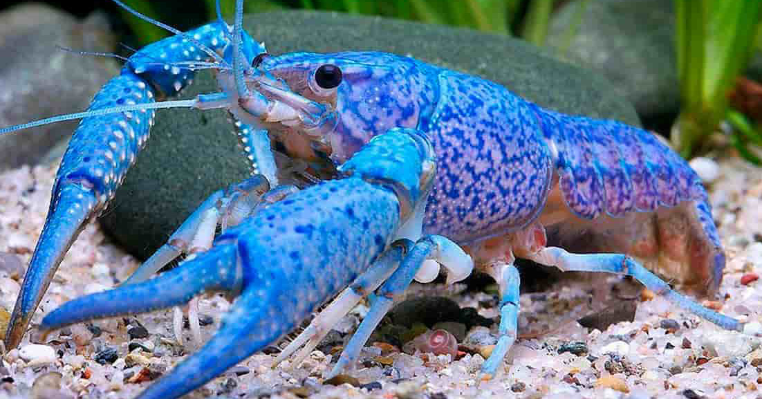 beautiful crawfish